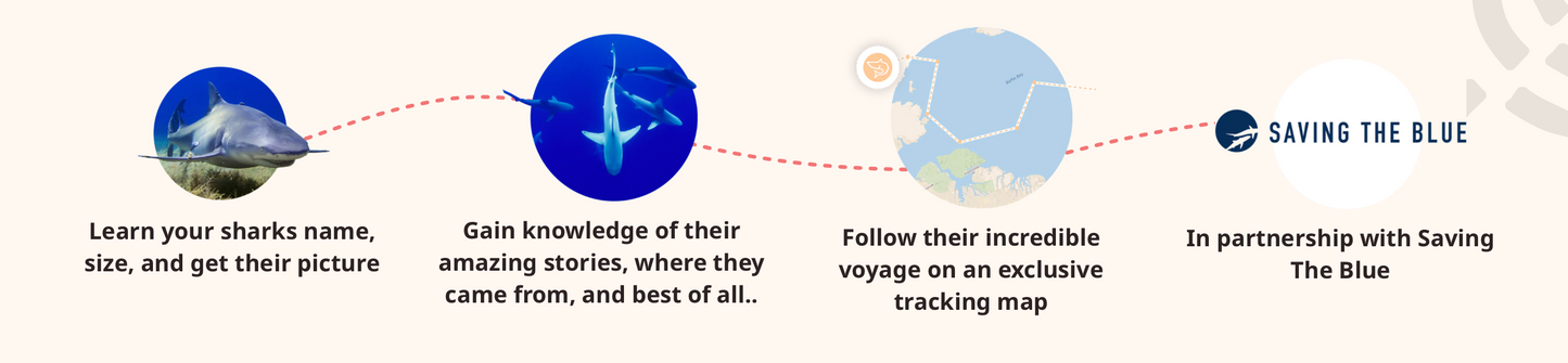 Shark Bracelet Options Fahlo